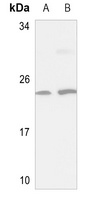 NSG1 antibody