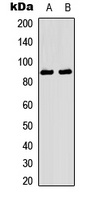 TRK A (Phospho-Y496) antibody