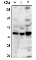 GPR86 antibody
