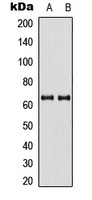 Anti-PAK3 Antibody