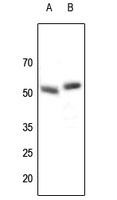 Anti-Parkin Antibody