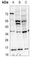 Anti-PEA15 Antibody
