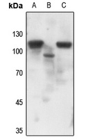 Progesterone Receptor (Phospho-S190) antibody