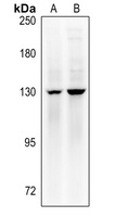 MYPT1 (Phospho-T853) antibody
