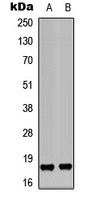 KEPI antibody