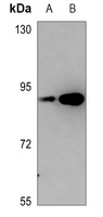 PKC epsilon (Phospho-S729) antibody
