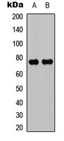 Anti-PKC theta Antibody