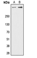 DNA-PKcs (Phospho-T2647) antibody