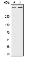 Anti-DNA-PKcs (Phospho-T2647) Antibody