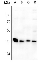 GPR73a antibody
