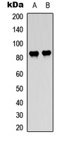 c-Raf/B-RAF (Phospho-T491/599) antibody