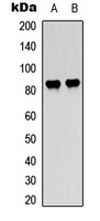 Anti-c-Raf/B-RAF (Phospho-T491/599) Antibody