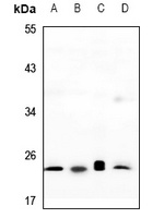 RAP2C antibody