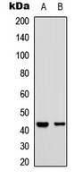 Anti-CD363 Antibody