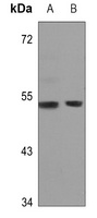 GPR172B antibody