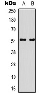 SMAD3 (Phospho-S213) antibody