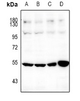 Anti-SOX9 Antibody