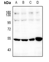 SOX9 antibody