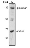 SREBP1 (Phospho-S439) antibody