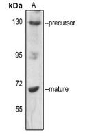 Anti-SREBP1 (Phospho-S439) Antibody