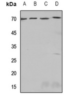 SSTR4 antibody