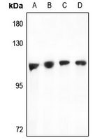 TAO1 antibody