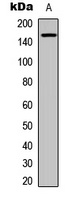 TIE2 (Phospho-Y992) antibody