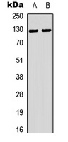 Telomerase (Phospho-S824) antibody