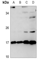 Anti-TNFAIP8L2 Antibody