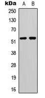 p53 (Phospho-S20) antibody