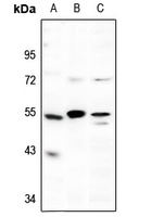p53 antibody