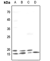 TRAPPC3 antibody