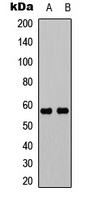 UBXN11 antibody