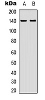 ZC3H4 antibody