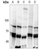 Anti-NIPA (Phospho-S354) Antibody
