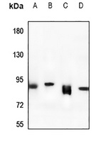 Rabenosyn 5 antibody