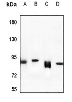 Anti-Rabenosyn 5 Antibody