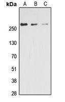 ACC alpha (Phospho-S80) antibody