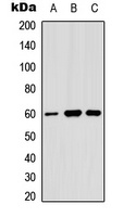 Angiopoietin-1 antibody