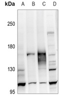 ATP1A2 antibody