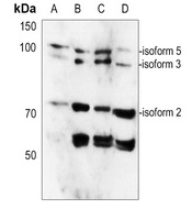 Anti-CAGE1 Antibody