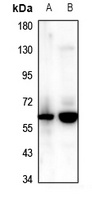CCZ1 antibody