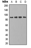 PB Cadherin antibody