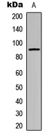 Cadherin 24 antibody