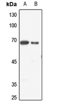 Anti-ELF1 Antibody