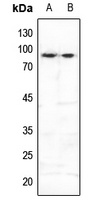 FOXO3 (Phospho-S253) antibody