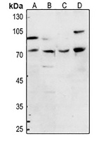 FOXP1 antibody