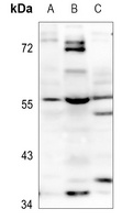 MLZE antibody