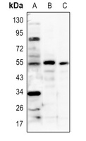 Anti-IRF3 Antibody