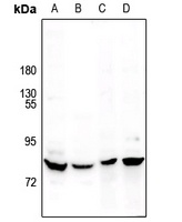 MARK antibody